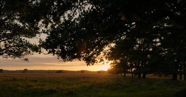 Field Sunset Forest Free Stock Video - Pixabay