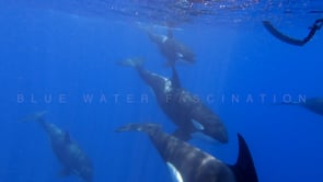 2238_Orcas underwater