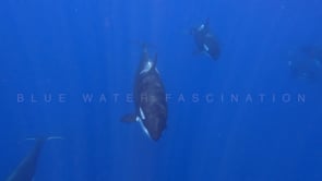 2239_Orcas with calf