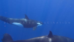2248_Orcas passing underwater