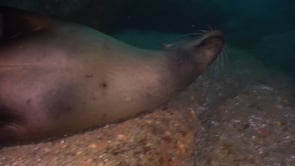 2251_sea lion gliding over rocks underwater