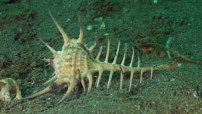 0243_Murex snail crawling over sand