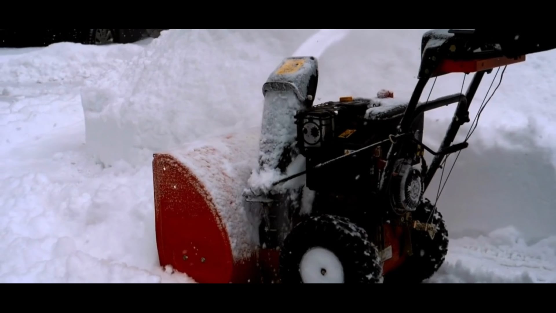 Professional Lawn Services in My Area Black Willow Lawn Care