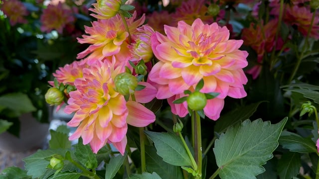 Flowers Dahlias Springtime Free Stock Video - Pixabay