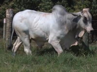 Lote 30