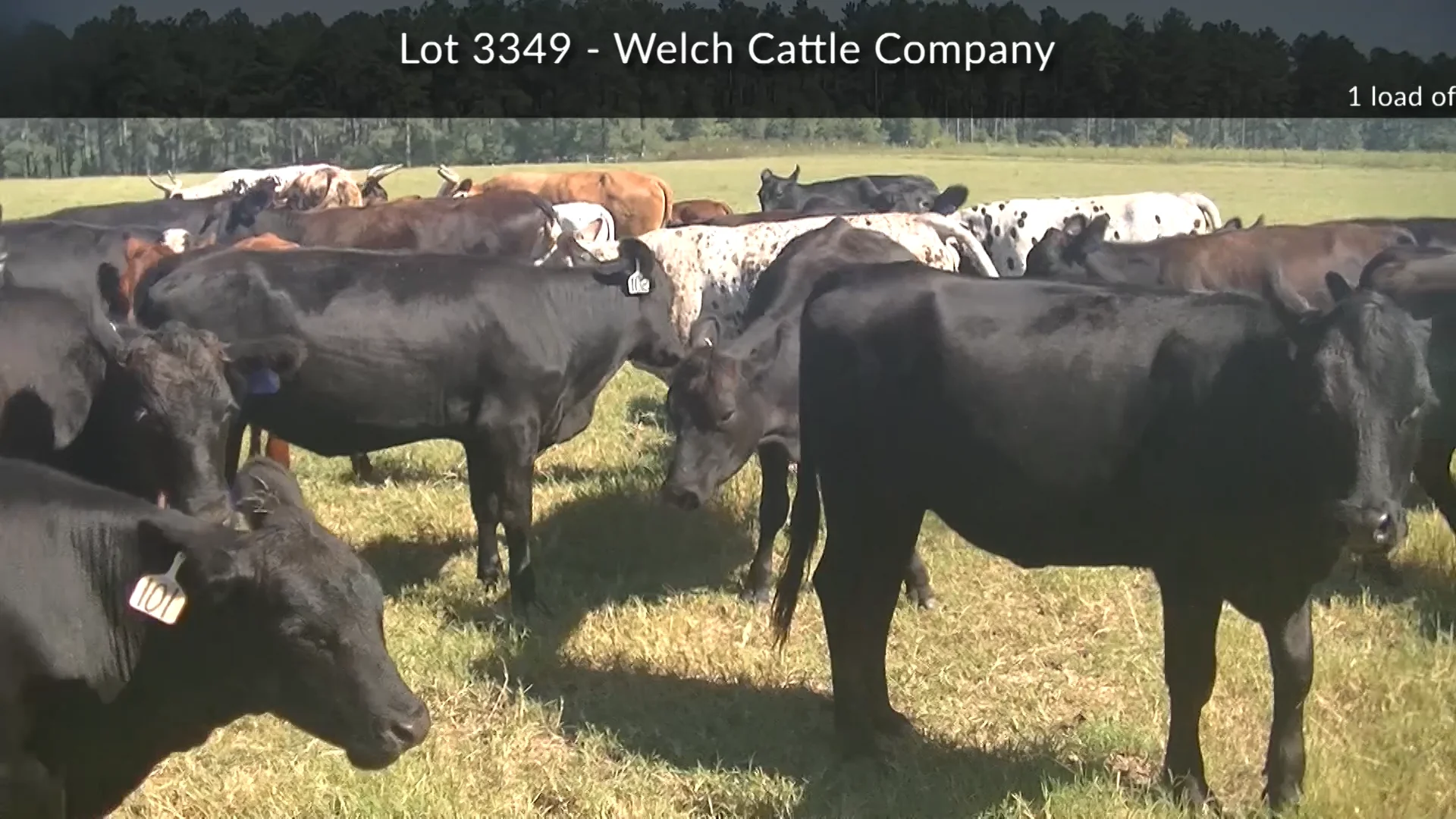 3349-welch Cattle Co On Vimeo