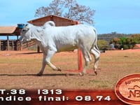 Lote 38
