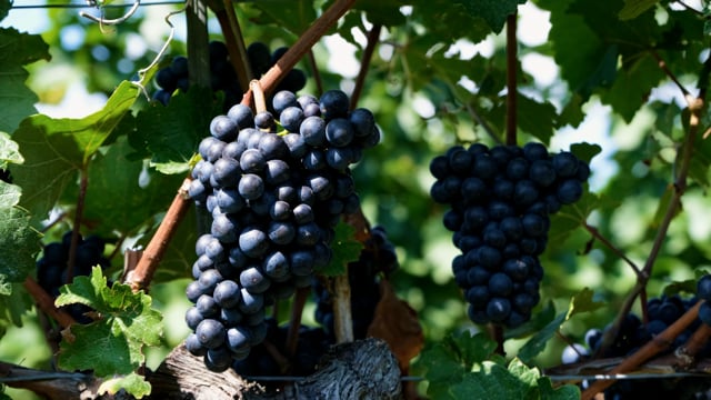 Grapevines Grapes Wine Growing Free Stock Video - Pixabay