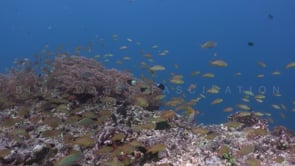 0251_Anthias on coral reef