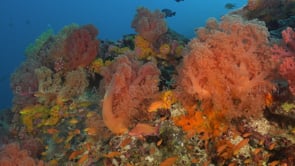0627_Coral reef with soft corals