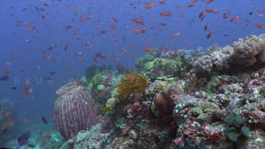 0174_coral reef