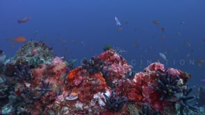 0172_Coral reef with broccoli corals