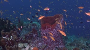 0447_Coral reef with barrel sponge