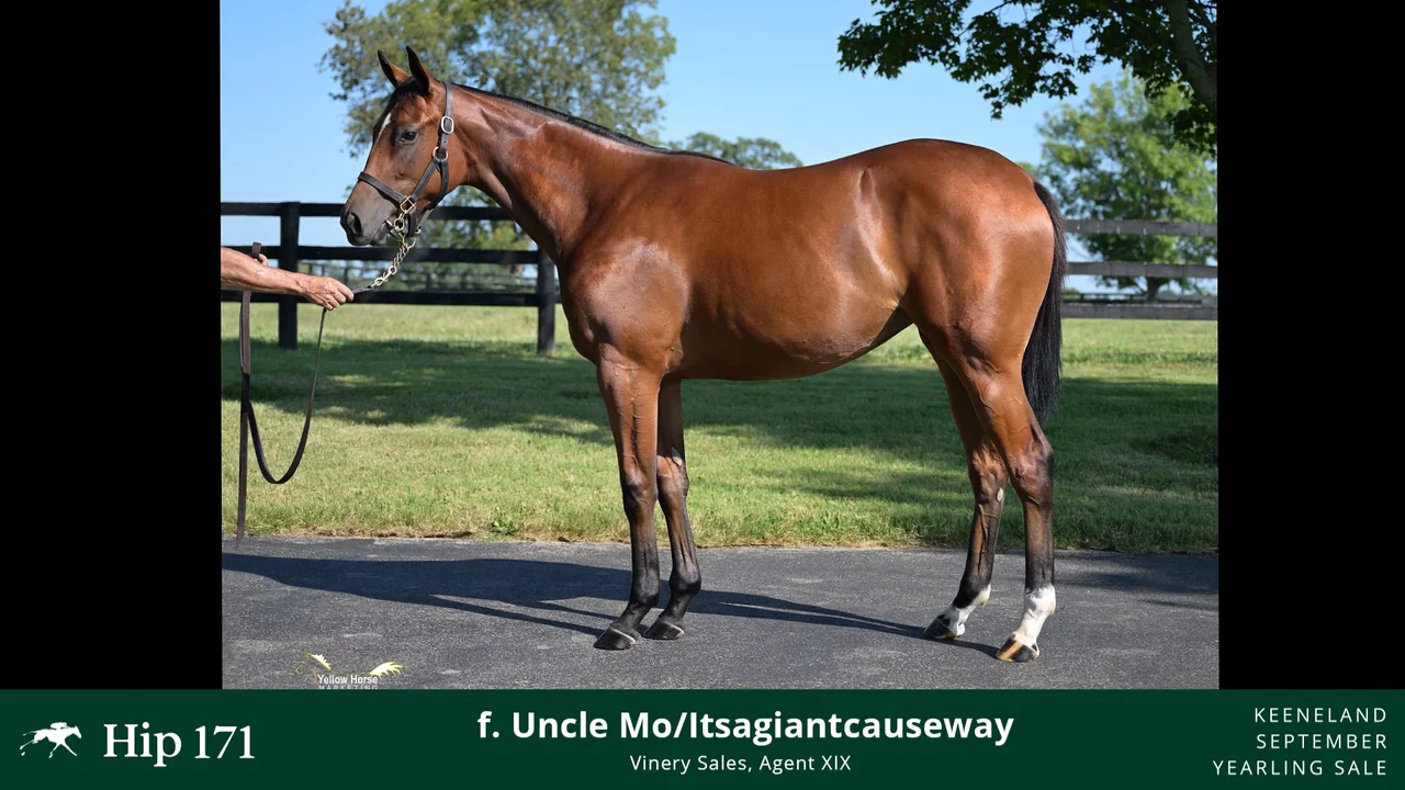 2023 Keeneland September Yearling Sale: Hip #171 Uncle Mo x ...