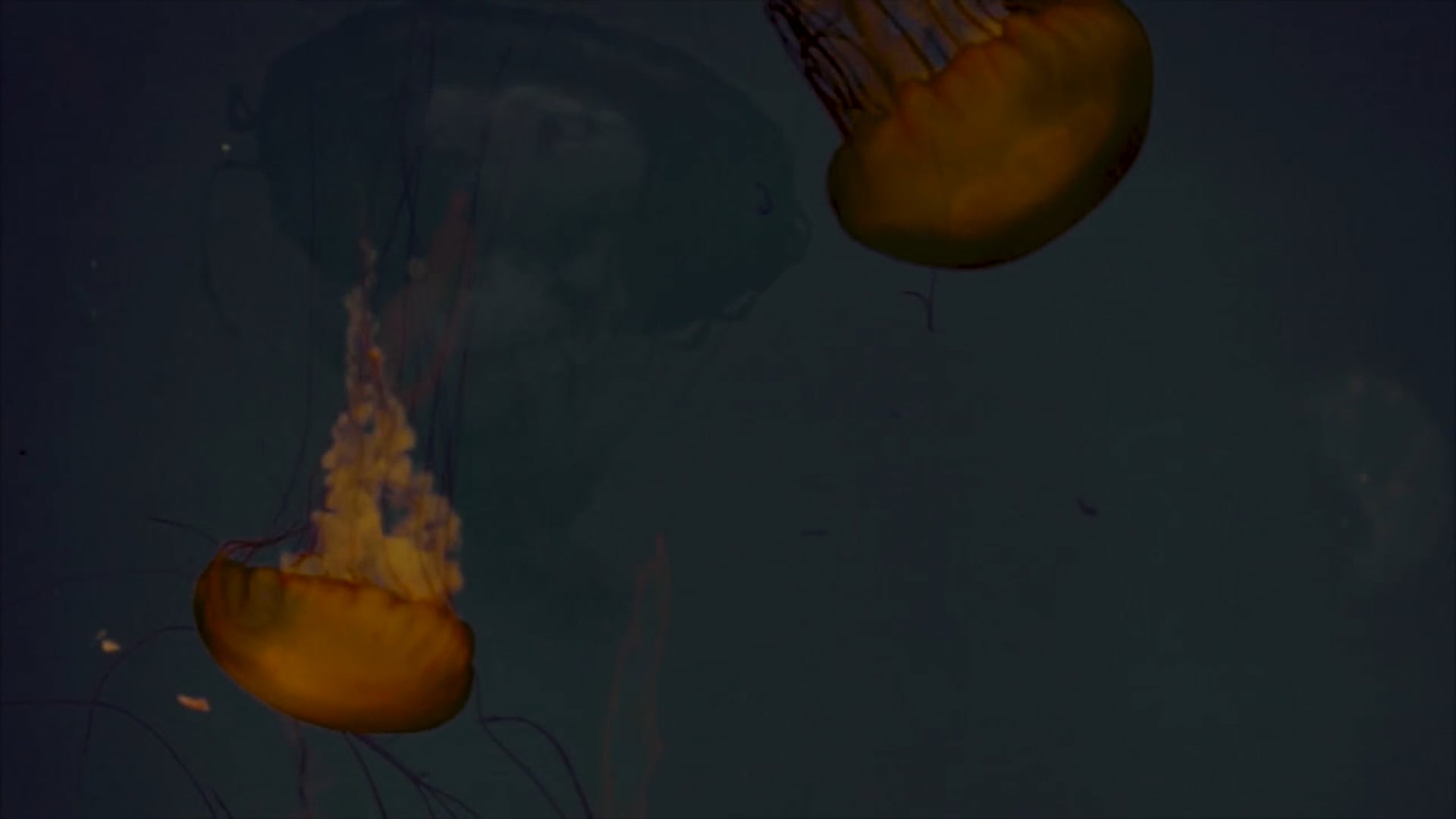 The Jellyfish Are Alright
