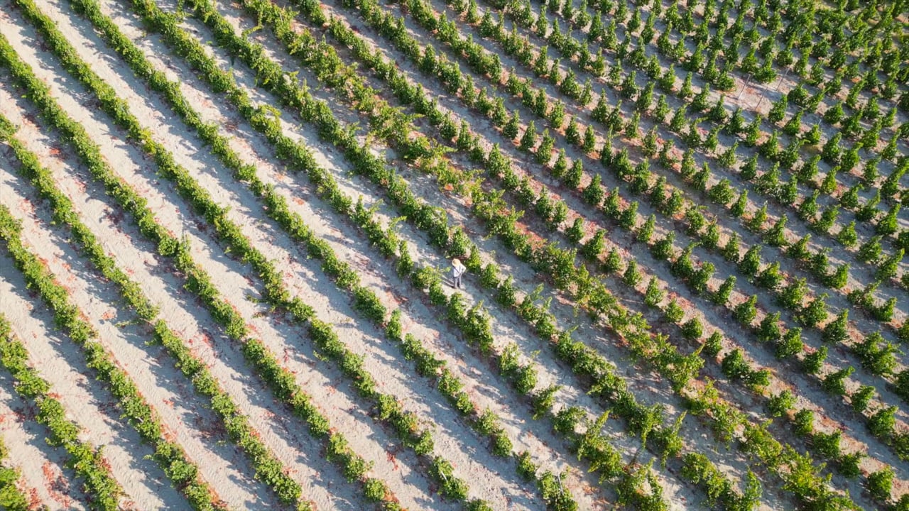 Finca la Vigña
