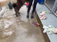 Moflea Video