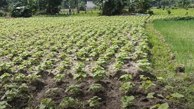 Nourrir Abidjan au prix de ma santé - Vidéo ePOP