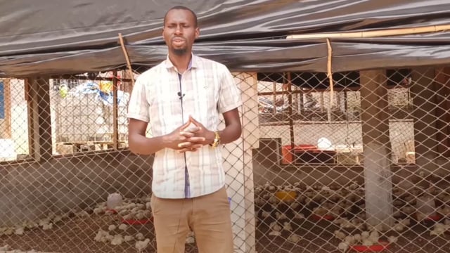 Les difficultés de l’élevage de poulets de chair la périphérie d’Abidjan - Vidéo ePOP
