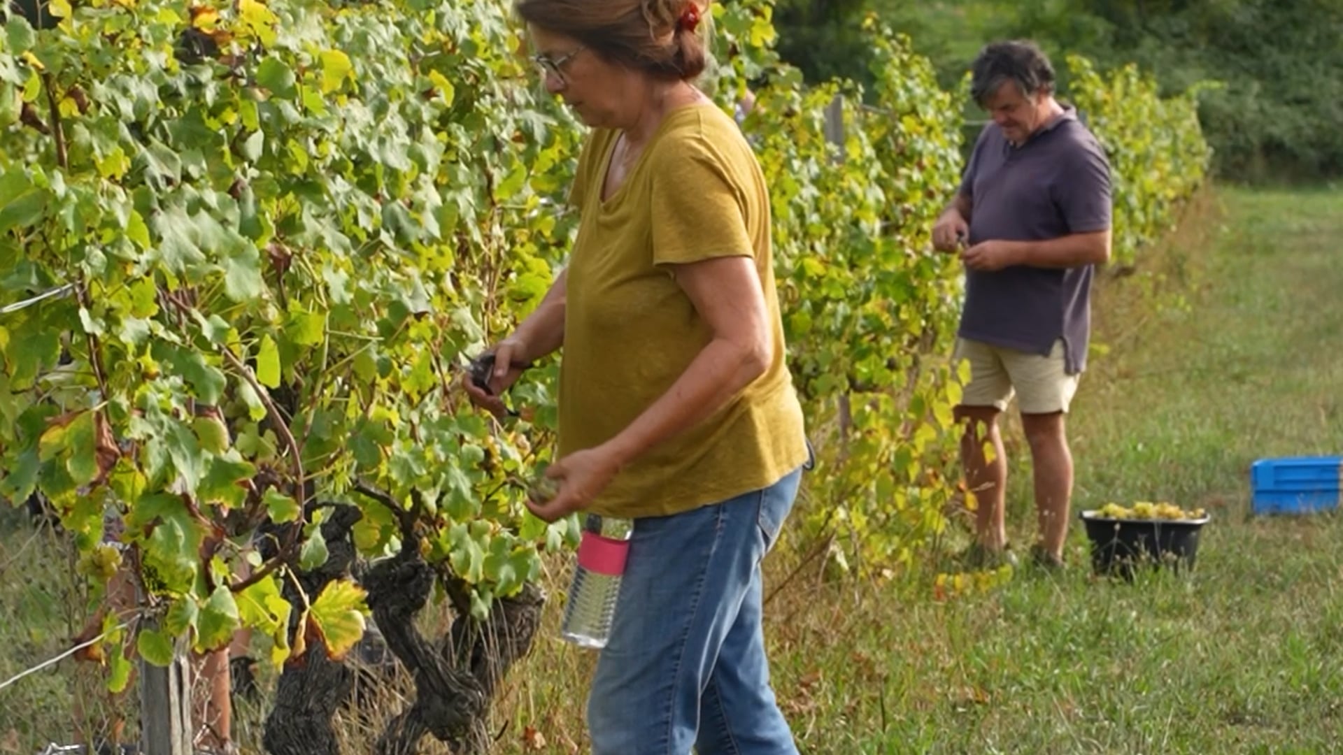 Château de Rougerie - Vendanges des blancs