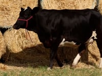 Lote 53