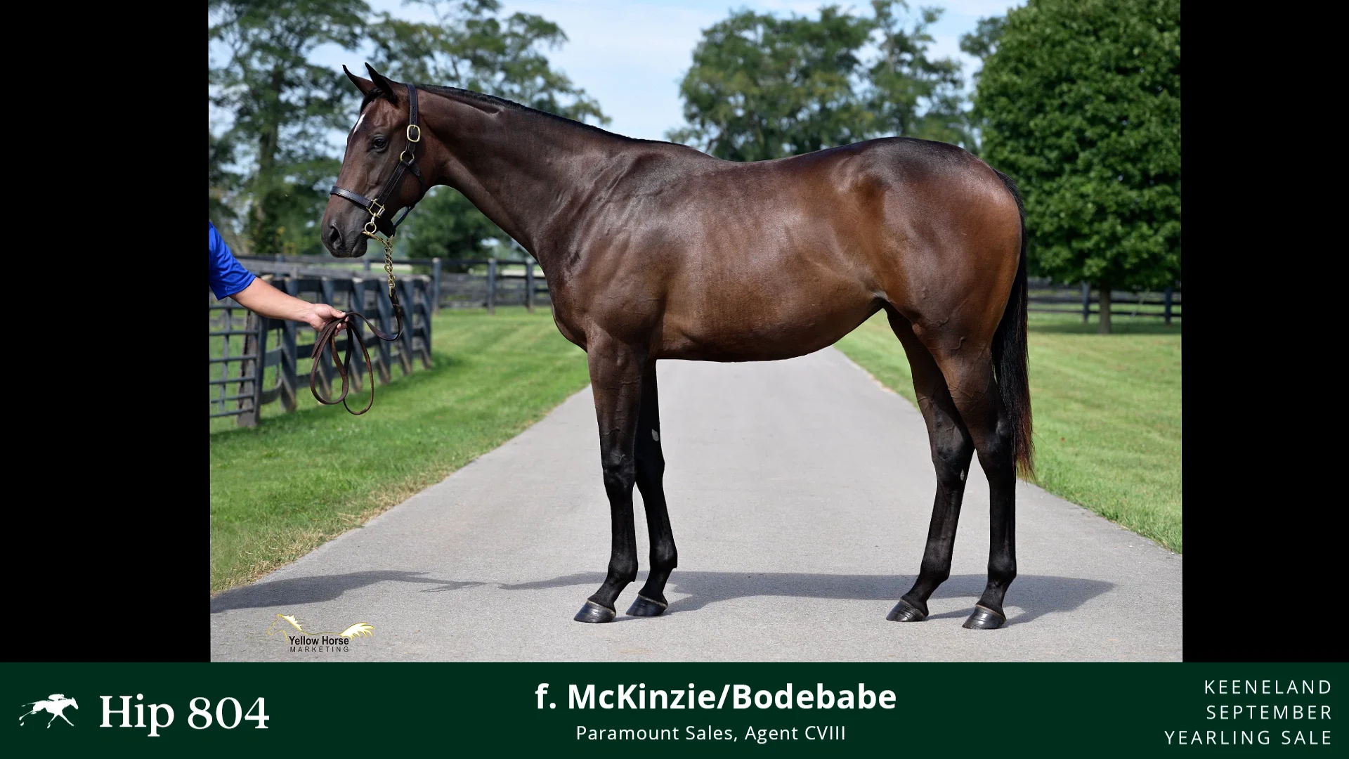 2023 Keeneland September Yearling Sale Hip 804 McKinzie x Bodebabe