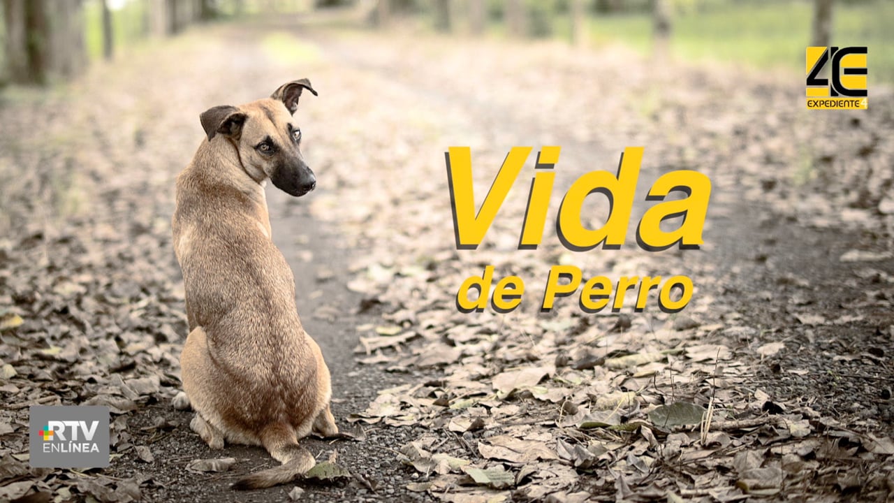 Vida de Perro