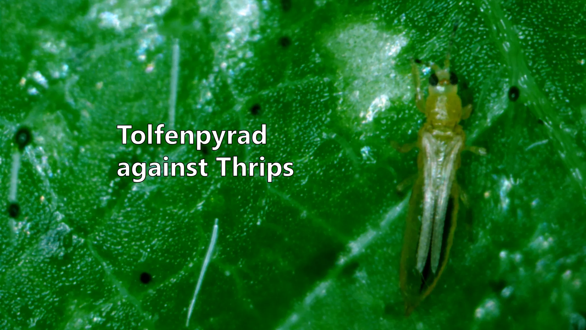 tolfenpyrad | NIHON NOHYAKU CO., LTD.