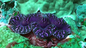 0867_Pink giant clam