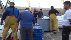 La veda de sardina podria posar en escac i mat una vintena de confraries