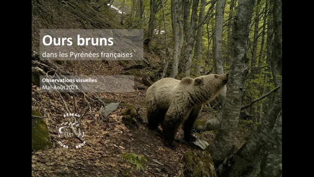 Biodiversité. Territoire, nombre d'individus Ce que l'on sait des ours  dans les Pyrénées