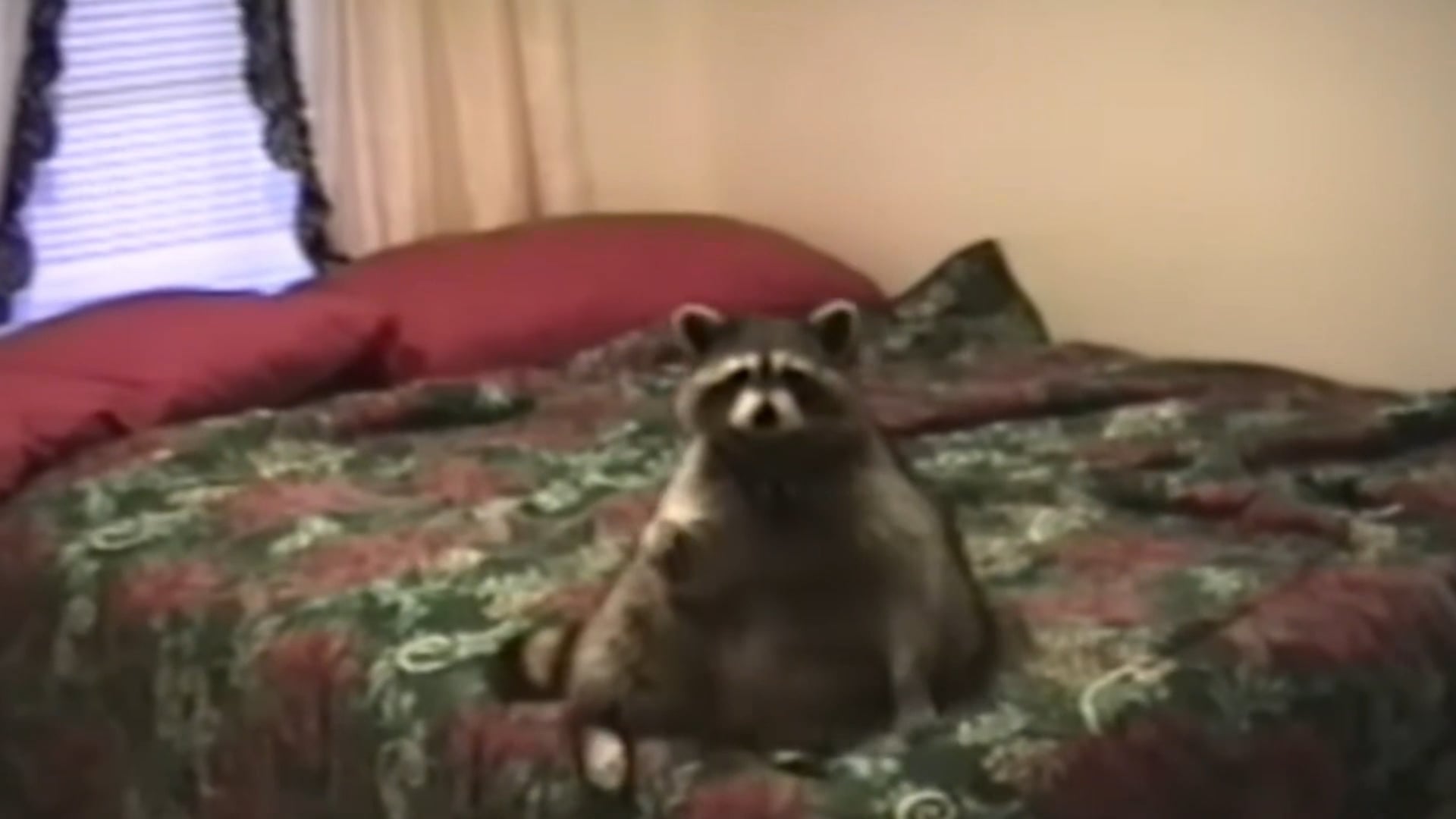National Raccoon Association - Home