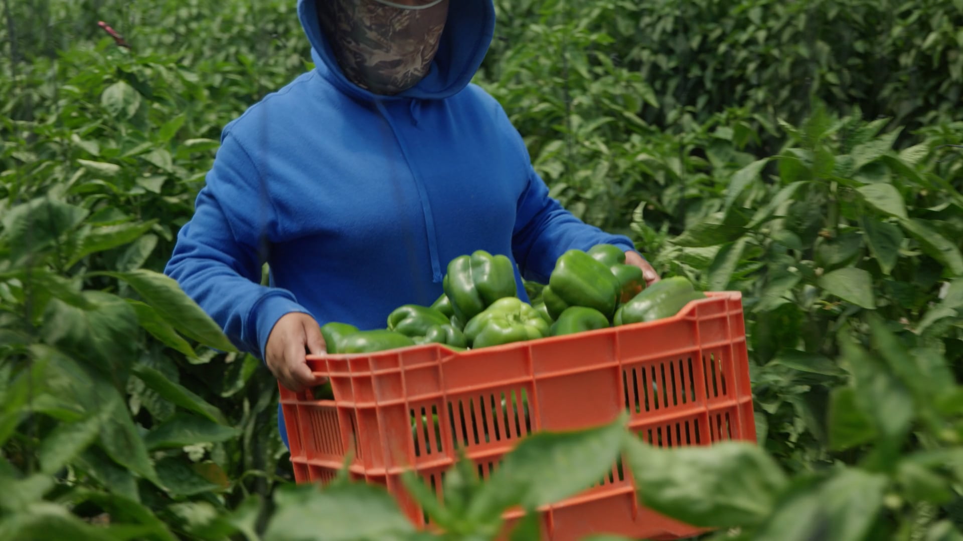 ProCredito - Producción de Pimientos