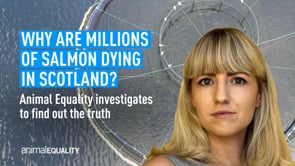 Why are millions of salmon dying in Scotland?