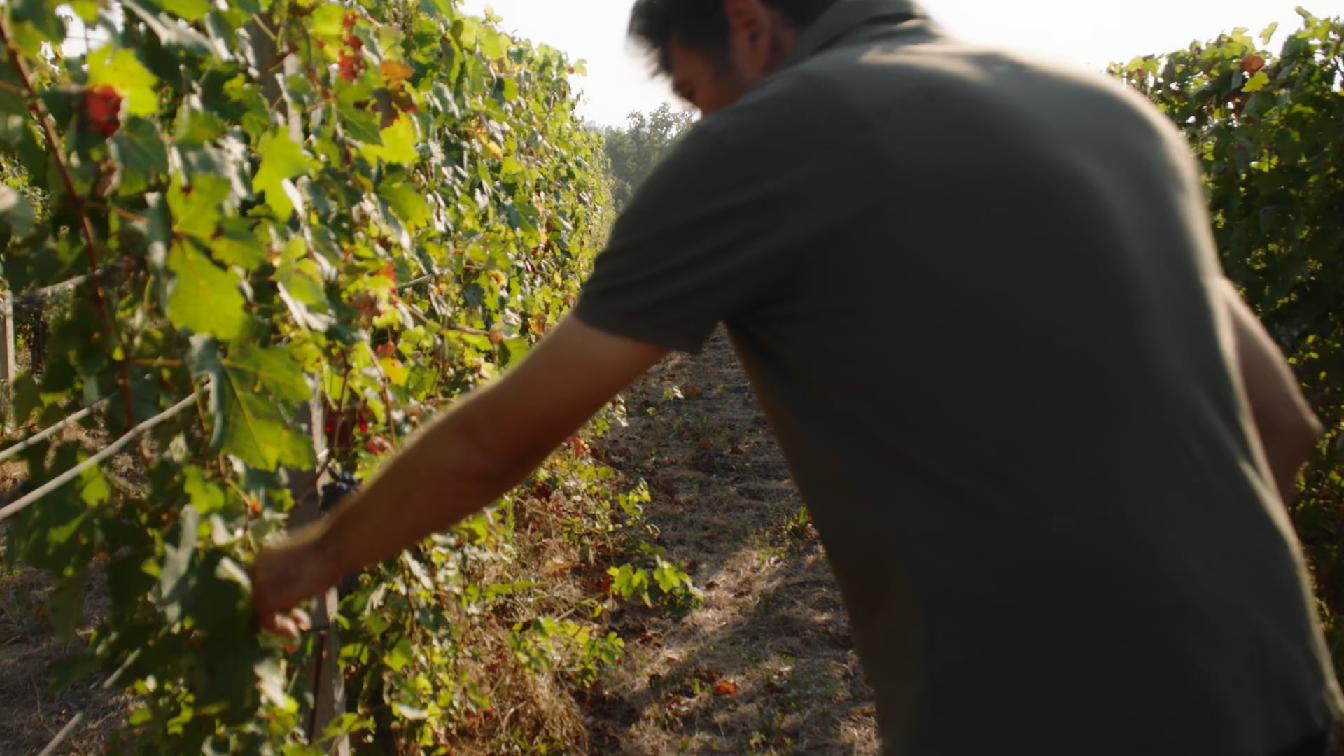 Lavori in vigna | Dirado