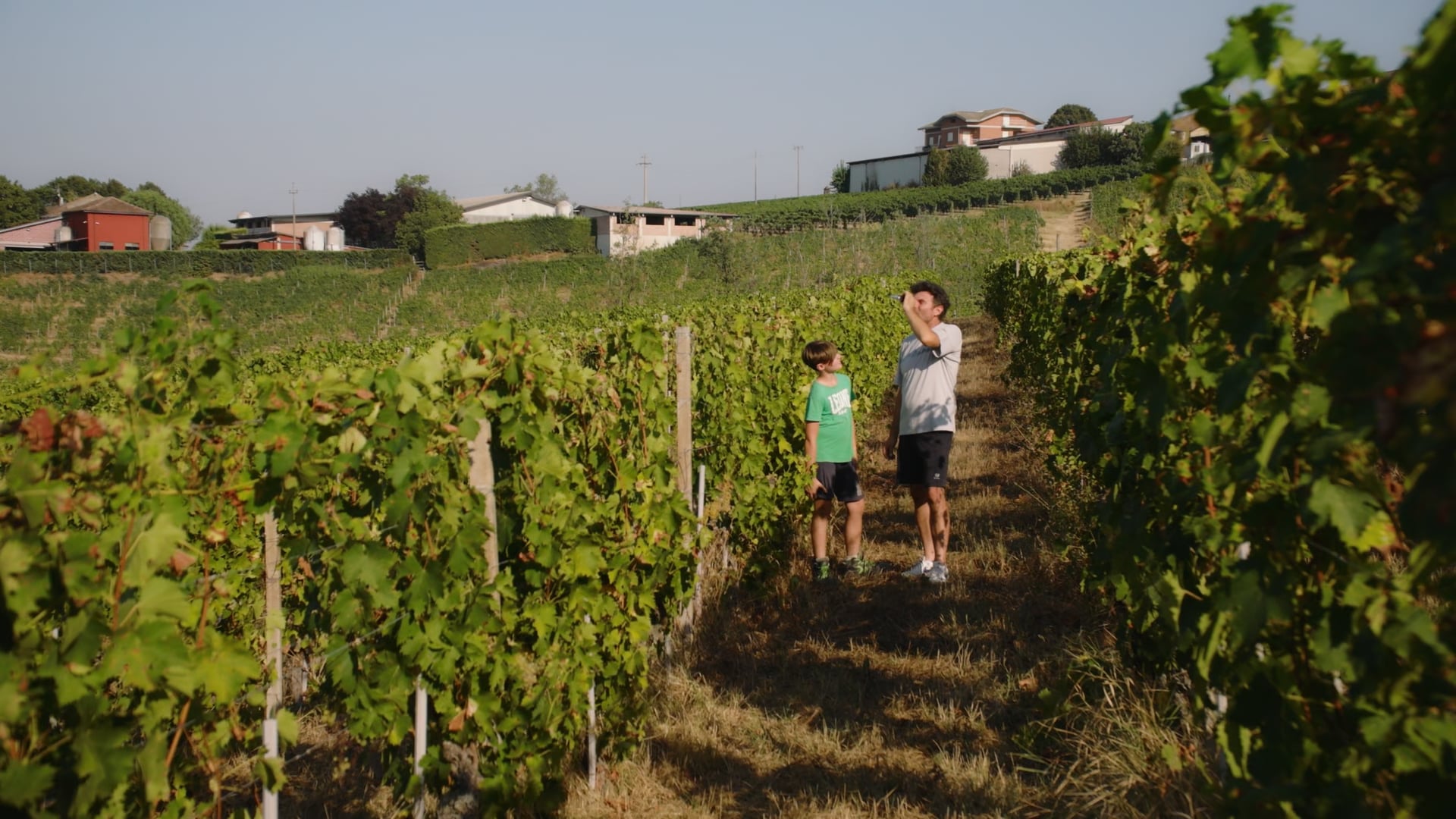 Lavori in vigna | Test zuccheri