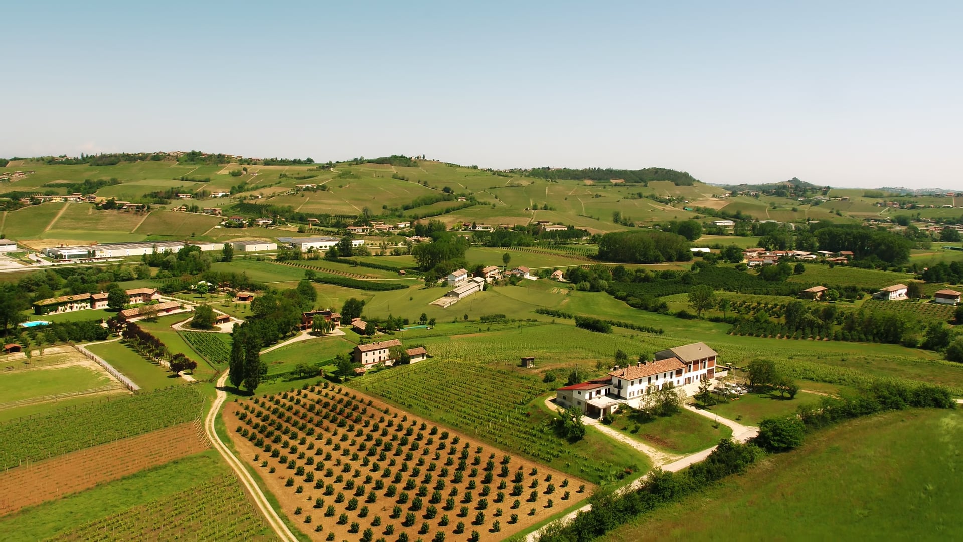 Vendemmia | Uve da vino bianco