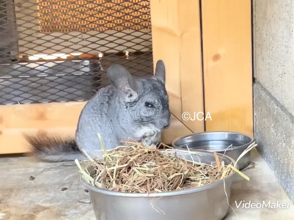 動物園に20歳のチンチラさん！？ | 一般社団法人 日本チンチラ協会