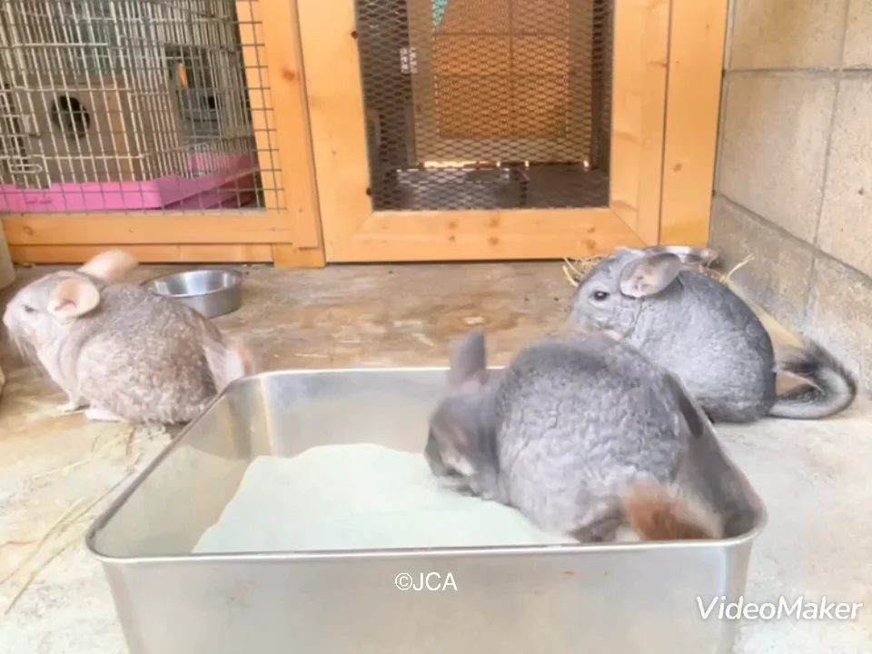 動物園に20歳のチンチラさん！？ | 一般社団法人 日本チンチラ協会