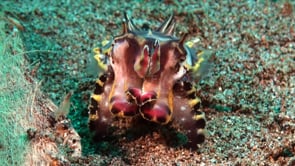 0792_flamboyant cuttlefish feeding close up