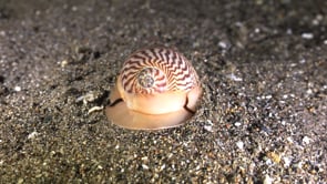 1159_Moon shell digging in sand