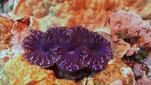 1173_Giant purple clam
