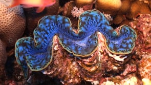 1542_giant blue clam