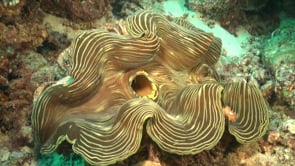 1548_painted giant clam