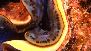 1543_giant blue clam super close up