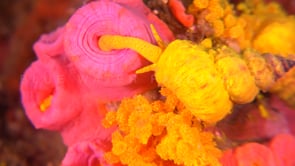 1608_wentletrap snail feeding on daisy coral