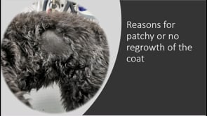 Why is the coat all patchy?