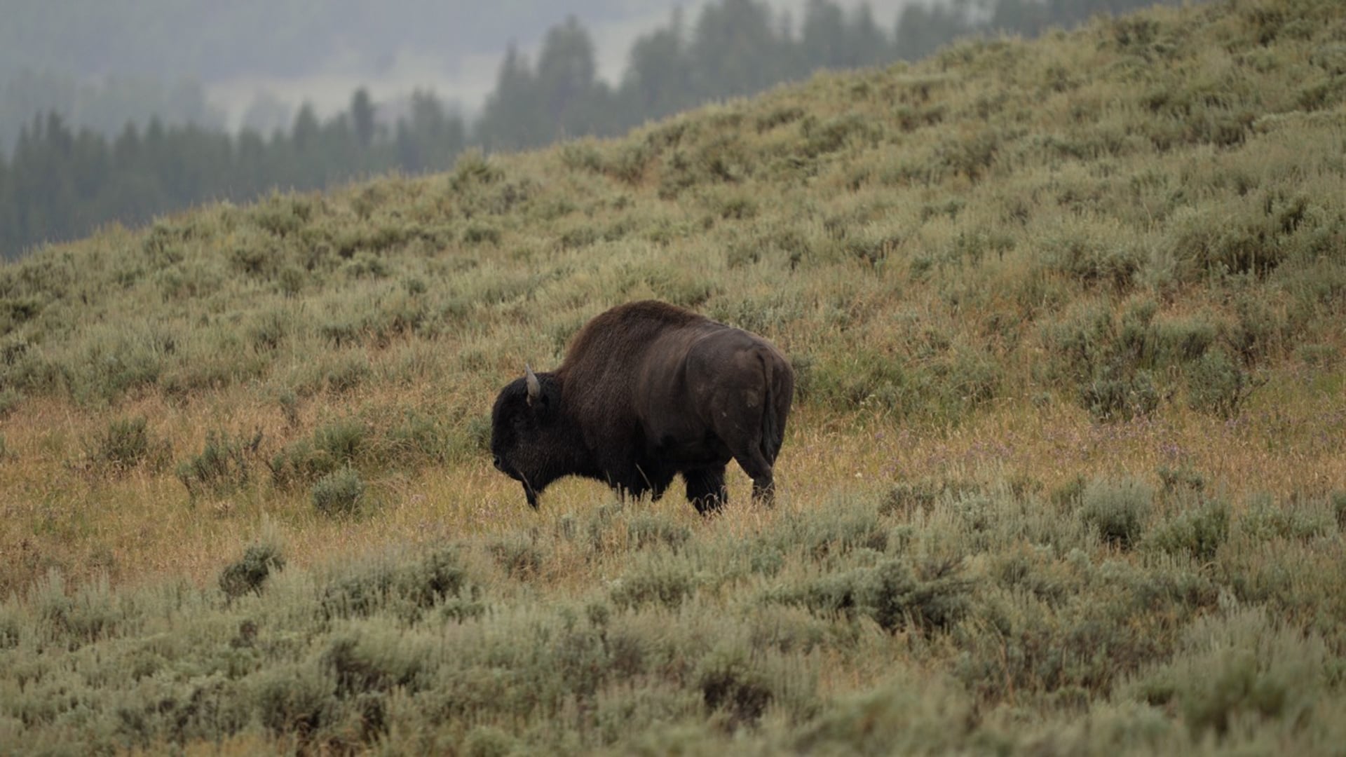 Yellowstone Beauty