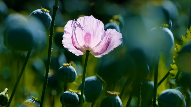 Poppy, Flower, Blossom. Free Stock Video - Pixabay