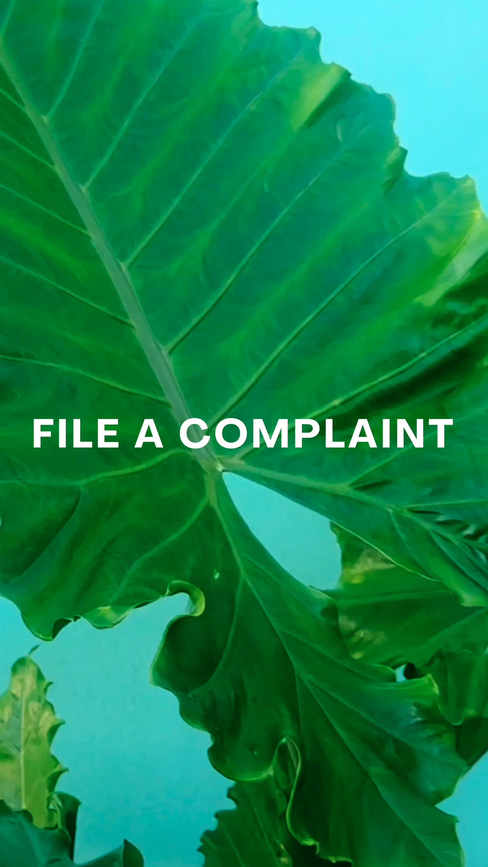 file-a-complaint-vertical-1-on-vimeo